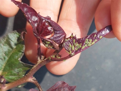 Planten van bataat met wat vertraging beëindigd