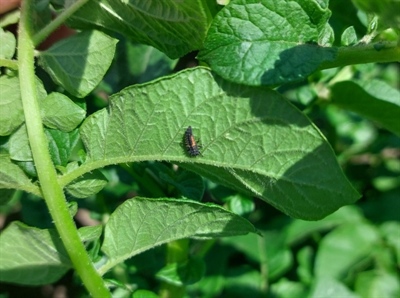 Bladluizen in consumptieaardappelen beredeneerd aanpakken