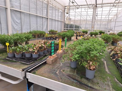 Innovatieve technologieën voor de monitoring van ziekten en plagen