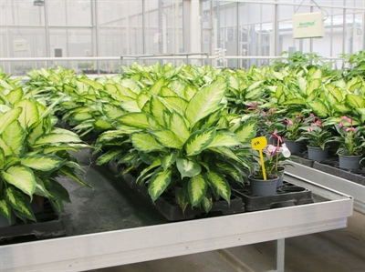 Erkenning van Serenade ASO uitgebreid