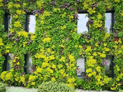 Gevelgroen: temperatuurbufferend en energiebesparend