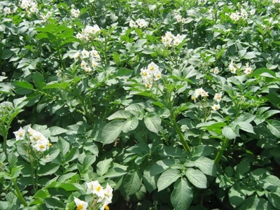 Waarschuwing aardappelziekte – 24/06/2025