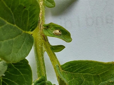 Waarschuwing bladluizen in consumptieaardappelen – 24/06/2025