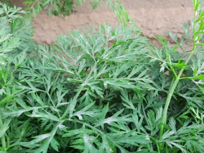 Vroege en preventieve aanpak loofziekten loont in wortelen