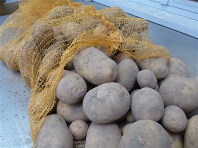 Opvolging praktijkpercelen Bintje en Challenger