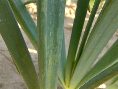 Hoge temperaturen brengen hoge pieken in trips