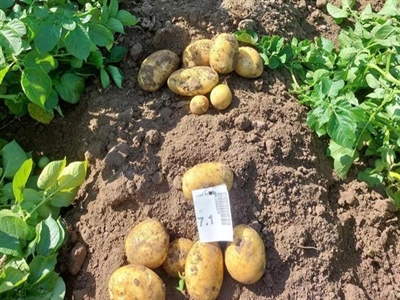 Eerste staalname Amora