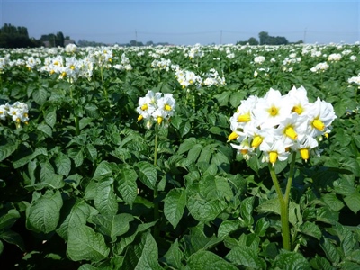 Droogte en hitte nefast voor groei