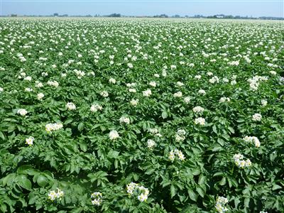 Waarschuwing aardappelziekte – 08/07/2025