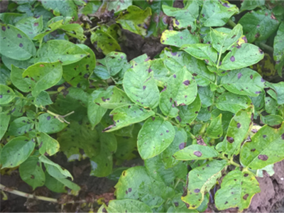 Alternaria beredeneerd aanpakken