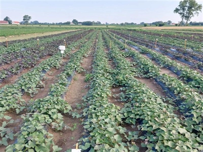 Areaal bataat in Vlaanderen neemt licht toe in 2025
