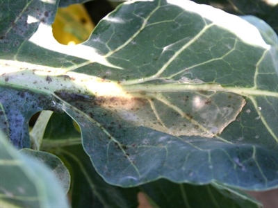 Warm en droog weer stimuleert plaaginsecten in kolen
