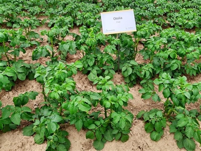 Waarschuwing aardappelziekte BIO - 15/07/2025