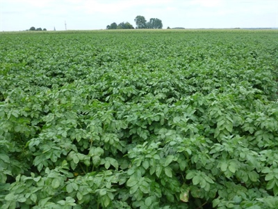 Gezien in het veld: grote verschillen in neerslag