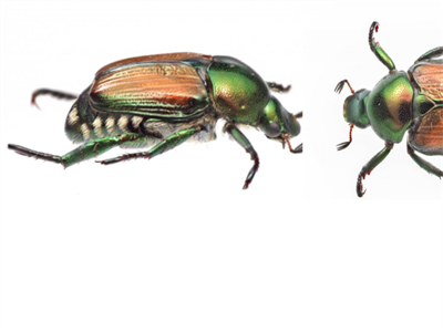 FAVV roept op tot alertheid na vondst van dode Japanse kevers