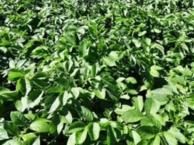 Opvolging praktijkpercelen Sinora