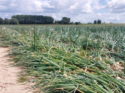 Zaaiuien zijn volop aan het strijken