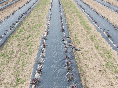 Tussenzaaien van groenbedekkers tussen de folieruggen van bataat