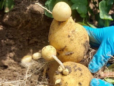 Gezien in het veld: mooie opbrengst, maar ook doorwas