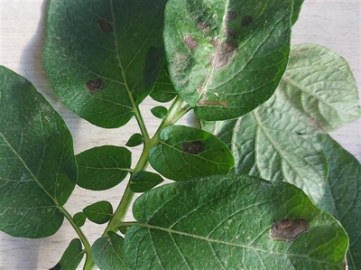 Waarschuwing alternaria - 05/08/2025