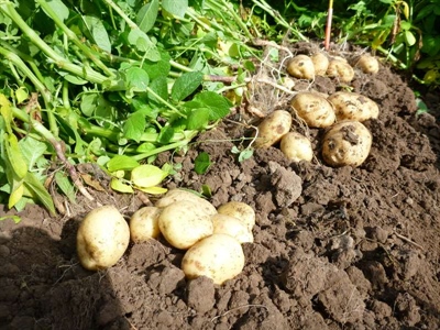 Opbrengst Sinora na tweede staalname