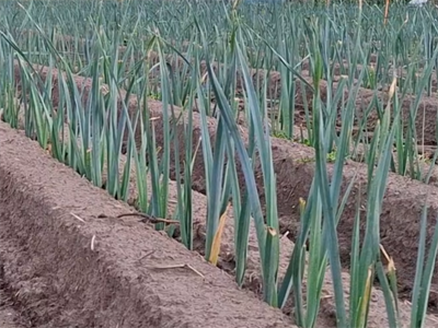 Tripsdruk in prei blijft hoog