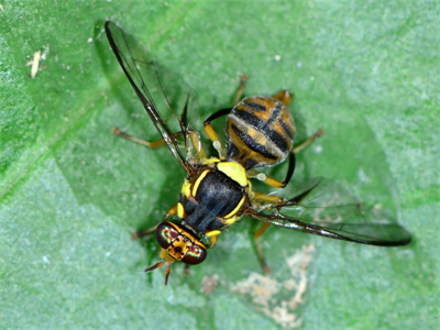 FAVV treft de schadelijke oosterse fruitvlieg aan op de markt in Sint-Jans-Molenbeek