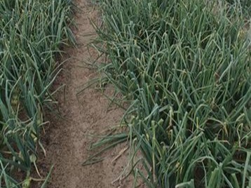 Inzet van biocontrolemiddelen tegen tabakstrips in uien