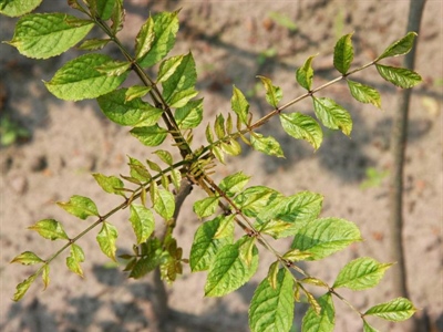 Dagonis en Simveris nu ook erkend tegen roest