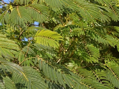 Uitbreidingen Sivanto Prime maken de actuele erkenning uniformer