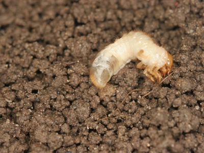 Bodeminsecten: cyclus, preventie en bestrijding