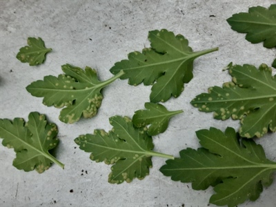 Roestbestrijdingsmiddelen anno 2025: eigenschappen en toepassing