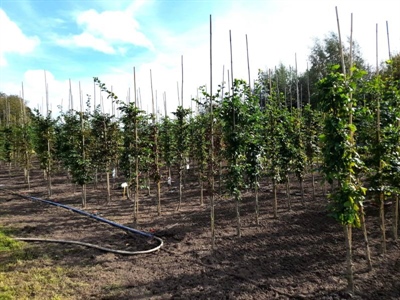 Sectorbevraging over bodem, water en erosie