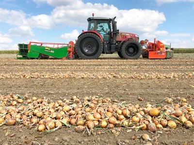 Gunstige weersomstandigheden voor uienoogst