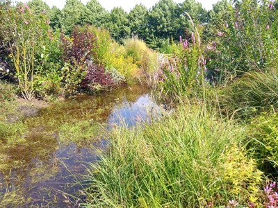 Inrichting van infiltratiekommen en wadi’s