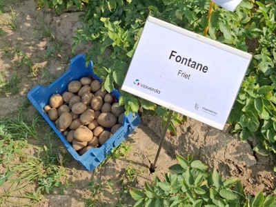 Gemiddelde opbrengst Fontane