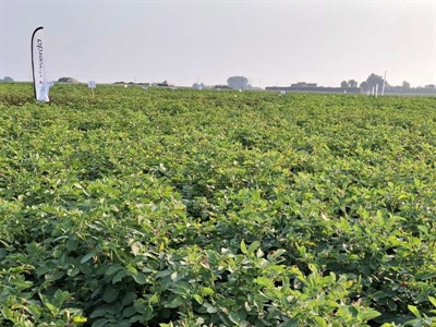 Waarschuwing aardappelziekte – 04/09/2025