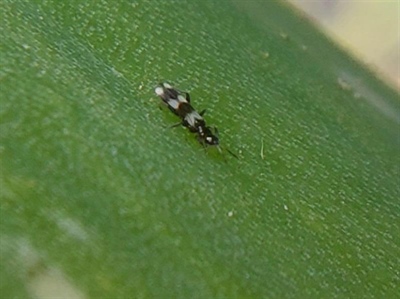 De inzet van rooftripsen tegen tabakstrips in uien toont potentieel