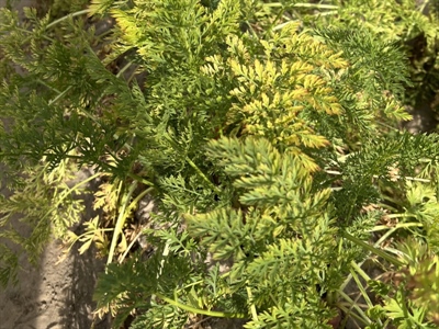 Oproep aan worteltelers: help ons het torradovirus opsporen