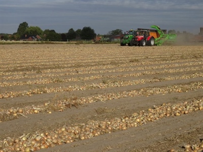 Uienoogst op twee snelheden
