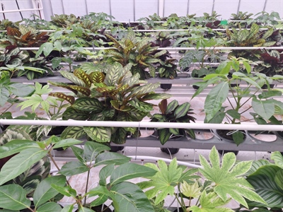 Temperatuurintegratie bij Calathea