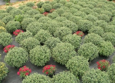 Gezonde planten beginnen met virusvrij uitgangsmateriaal