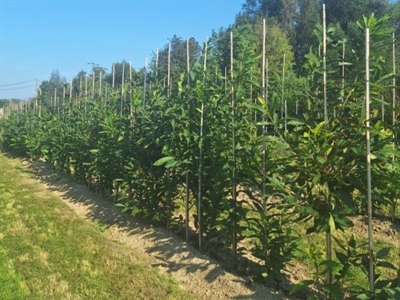 Nieuwe uitvloeier LE 846 erkend en uitbreiding voor Luna Privilege