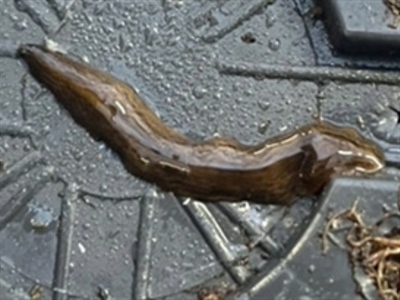 Bevraging Obama nungara