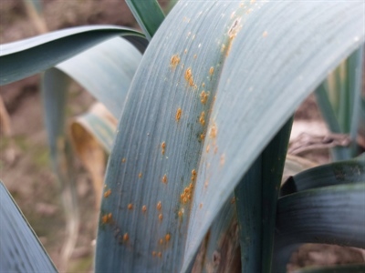 Bladziekten in prei: let op voor roest en papiervlekkenziekte!