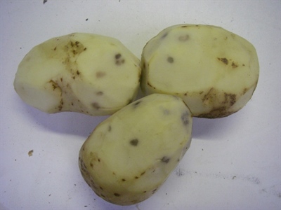 Opletten voor stootblauw