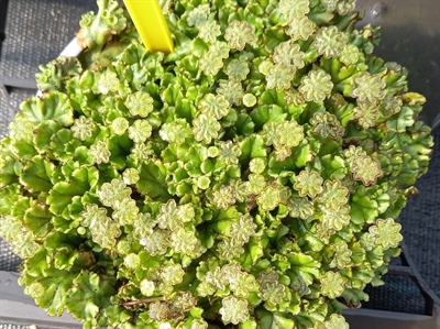 Levermos: een groot probleem in de sierteelt