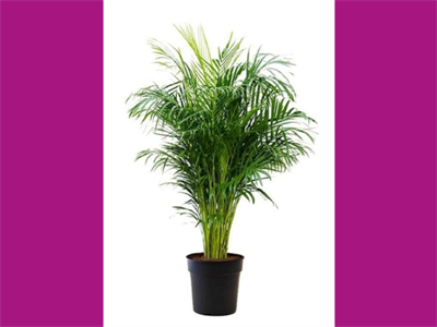 FAVV haalt de plant ‘goudpalm’ uit de verkoop