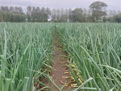 Rassenlijst zaaiuien voor Vlaanderen beschikbaar!