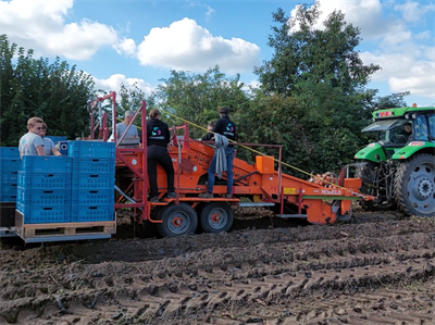 Oogstwerkzaamheden in bataat volop bezig